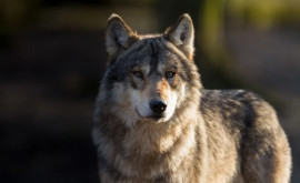 Жительница Дубоссар утверждает что на нее напал волк