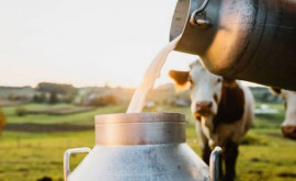 Cîte cereri de subvenționare a producției de lapte au fost depuse
