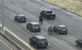 Пойманы и оштрафованы Две лошади выскочили на встречку и устроили хаос на дороге