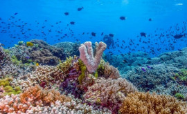Глобальное потепление вызывает обесцвечивание кораллов 