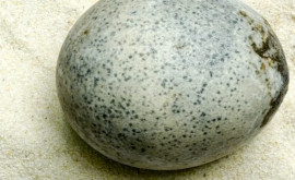 Найдено яйцо римской эпохи с сохранившимся внутри содержимым
