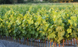 В Австралии уничтожат миллионы кустов виноградной лозы 