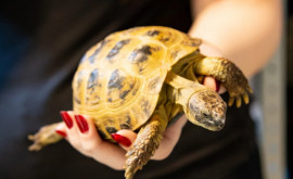 Un bărbat a găsit o metodă neobișnuită de a face contrabandă cu broaște țestoase rare