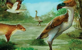 Останки огромной доисторической хищной птицы неожиданно обнаружены в Антарктиде 