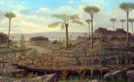 Остатки старейшего на Земле леса обнаружили британские ученые