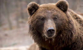 Несколько человек подверглись нападению медведя в одном из городов Словакии