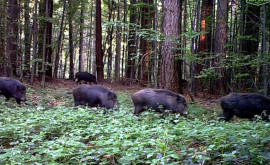 В Молдове зарегистрировано два случая африканской чумы свиней среди диких кабанов 