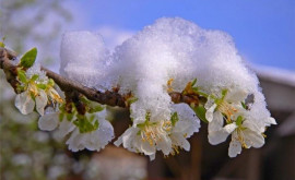 Как похолодание и осадки отразятся на будущем урожае фруктов в Молдове