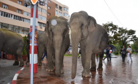 Власти Ботсваны угрожают отправить 10 000 слонов в Лондон