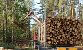 Во Франции исчезают леса