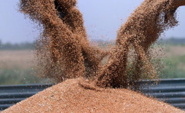 Forța Fermierilor просит правительство ввести механизм ограничения импорта зерна