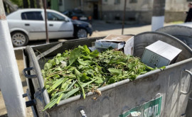 Stocarea deșeurilor vegetale interzisă în containere 
