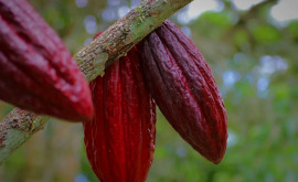 Boabele de cacao au ajuns la un nou preț record