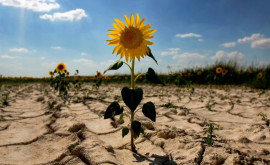 Ministrul agriculturii Declarațiile privind lipsa de stocuri de floarea soarelui sînt speculative
