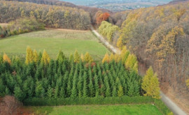 В Молдове утвержден новый Лесной кодекс