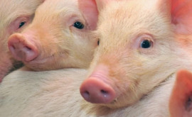 În Moldova a fost înregistrat un nou caz de pestă porcină africană 