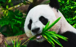 В Японии умерла старейшая гигантская панда
