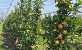 Moldova Fruct призывает усовершенствовать регламент субсидий садоводам
