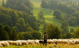Консорциум предоставит консультации фермерам выращивающим коз и овец 