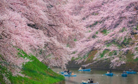 Аромат и нежность цветов В Токио туристы и местные жители любуются сакурой 