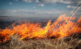Guvernul despre arderea vegetației uscate Protejarea mediului este o responsabilitate comună