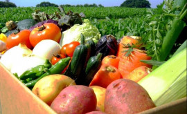 На рынках и в магазинах появились первые овощи из теплиц молдавских фермеров