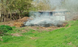 Ardere ilegală a resturilor vegetale Au fost întocmite proceseverbale