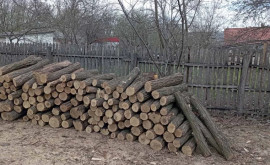 Copaci de salcîm tăiați ilegal unde au avut loc încălcările