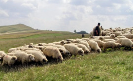 Пастухи становятся редкостью в Молдове