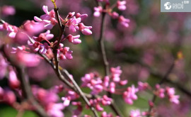 Ботанический сад в Кишиневе любители природы могут полюбоваться магнолией и сакурой