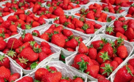 Moldova în top10 cei mai mari furnizori de căpșuni în Rusia