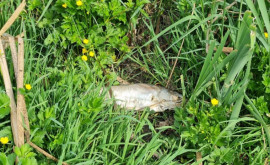 Malul unui lac din Chișinău plin de pești morți