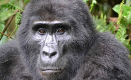 Старейшая в мире горилла отметила день рождения