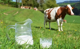 Subvenții per kg de lapte de vacă AIPA a finalizat recepționarea cererilor
