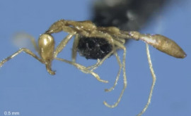 O nouă specie de furnici denumită după un personaj din cărțile Harry Potter