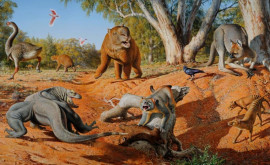 Cangurii giganți musculoși străbăteau Australia în urmă cu 40000 de ani