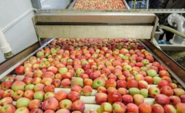 Сколько яблок переработали консервные фабрики Молдовы