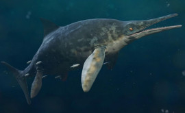 O fetiță de 11 ani a găsit fosilele celei mai mari reptile marine care a existat