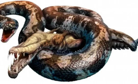 В Индии найдены останки самой большой змеи на планете