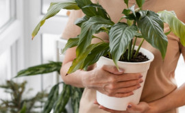 Plante care răcoresc casa NU vei mai avea nevoie de aer condiționat