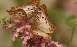 Ученые назвали простой и красивый трюк как привлечь в сад больше бабочек 