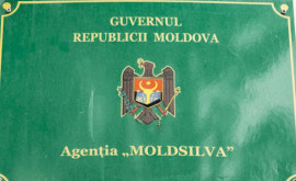 Guvernul a numit un nou director la Agenţia Moldsilva