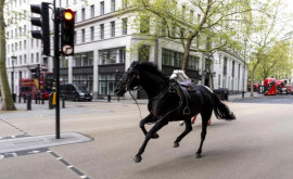 Armata britanică chemată să ajute la capturarea unor cai scăpați în centrul Londrei 