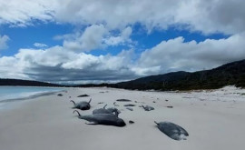 Zeci de balene au eșuat în Australia