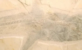 Окаменелости гигантской акулы ровесницы динозавров найдены в Мексике