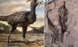 В Китае найдены следы самого большого из известных динозавровхищников
