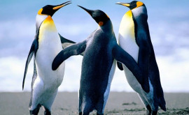 Таяние ледников может привести к полному исчезновению императорских пингвинов
