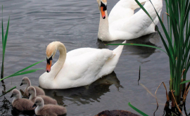 Впервые за последние несколько лет на озере Гидигич появились лебеди ВИДЕО