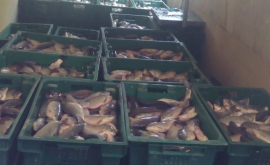 Sute de kilograme de pește fără acte de proveniență urmau să ajungă în vînzare
