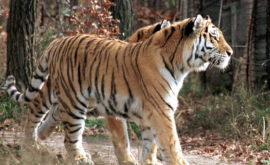 Ученые предложили воскресить каспийских тигров